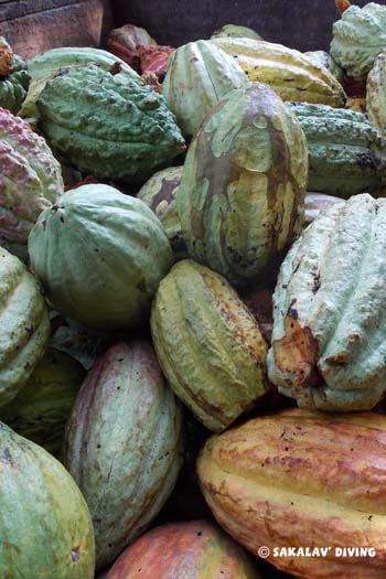 excursions cacao nord Madagascar